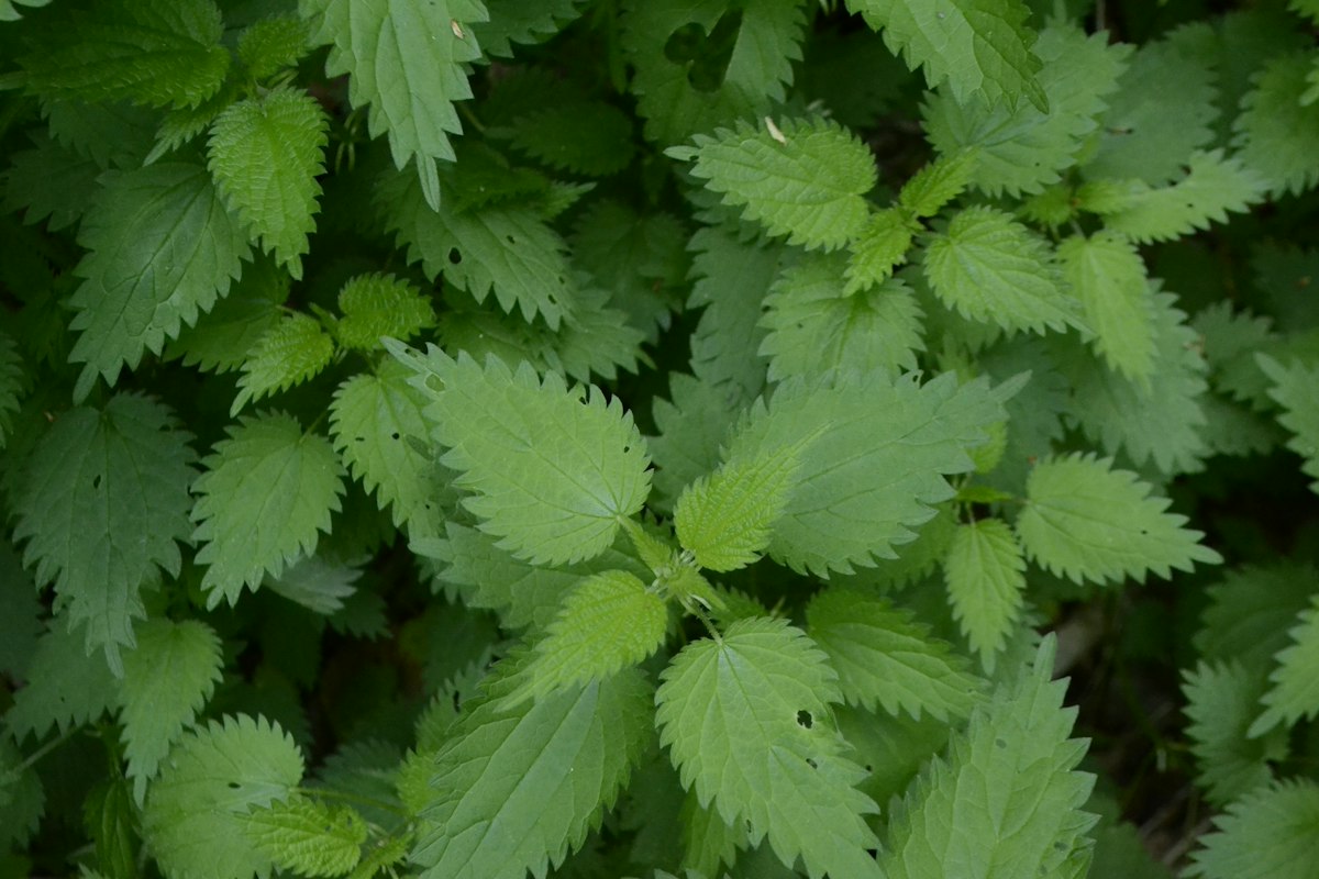Pygeum Baum